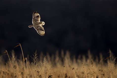 ¿El Misterio del Vuelo de los Búhos: Una Exploración Profunda en la Pintura rupestre?